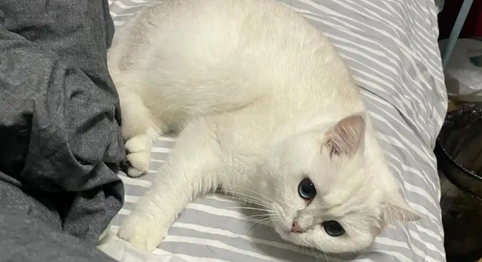 猫咪呼吸急促是心脏病前兆吗