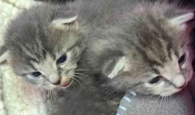 感恩节前夕,两只小流浪猫被爱拯救,化身天使开启幸福喵生 感恩节前夕,两只小流浪猫被爱拯救,化身天使开启幸福喵生