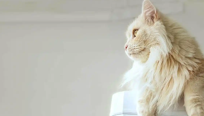 猫咪淋巴结肿大是肿瘤吗 猫咪淋巴结肿大是肿瘤吗
