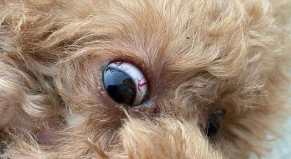 狗狗眼线虫用什么药 狗狗眼线虫用什么药