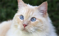 猫得了传腹还能活多久