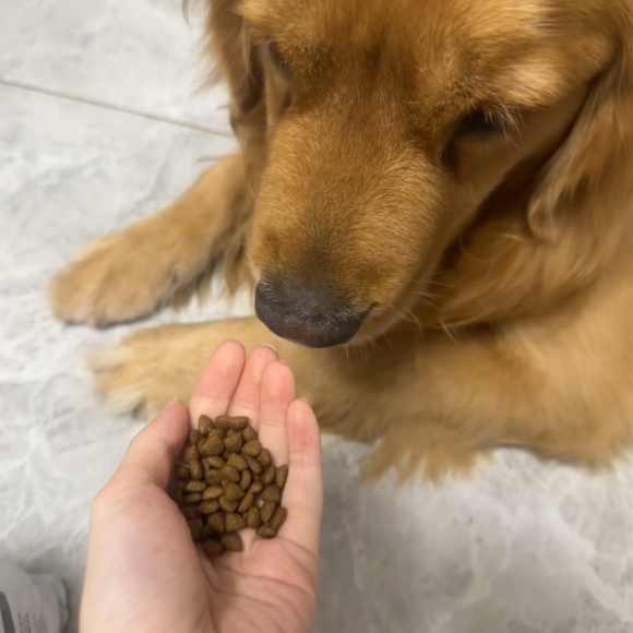 哪种狗粮最好最安全?湃夫让玻璃胃狗狗告别 哪种狗粮最好最安全?湃夫让玻璃胃狗狗告别