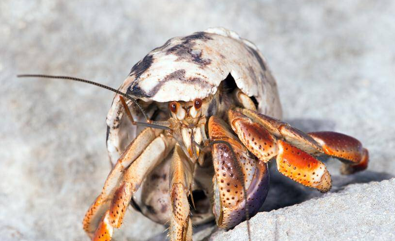 寄居蟹吃海星吗