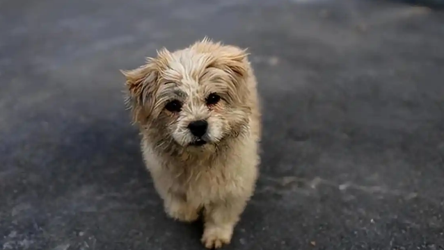 不要投喂“流浪狗”，这几个后果，很少人知道
