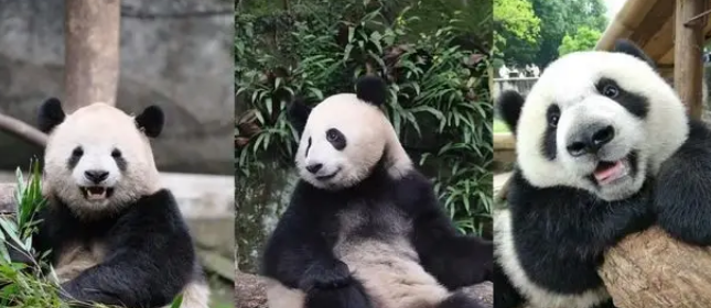 为闻邻居气味，大熊猫渝可屡次抗议，动物园暖心拆墙成全