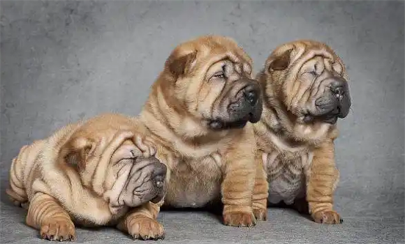 满脸皱纹、形象特异的中国南方宝犬一沙皮犬，深度了解下吧！