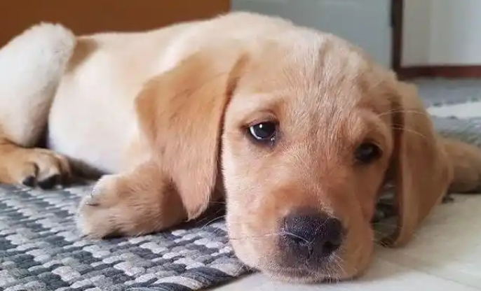 长期咳嗽的狗狗会发展成肺炎吗 长期咳嗽的狗狗会发展成肺炎吗