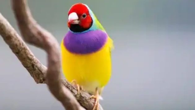 揭秘七彩文鸟性别：轻松鉴别雌雄，让你的鸟友识别得心应手