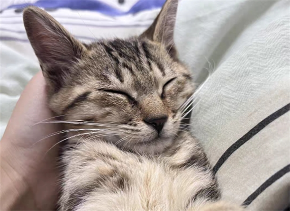 宠物猫有虱子怎么办 宠物猫有虱子怎么办
