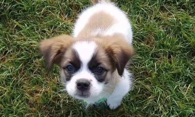 宠主带着狗狗露营,却被驱赶没地方住 宠主带着狗狗露营,却被驱赶没地方住