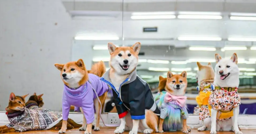千亿宠物服饰蓝海爆发:上海时装周揭示的下一个跨境掘金密码 千亿宠物服饰蓝海爆发:上海时装周揭示的下一个跨境掘金密码