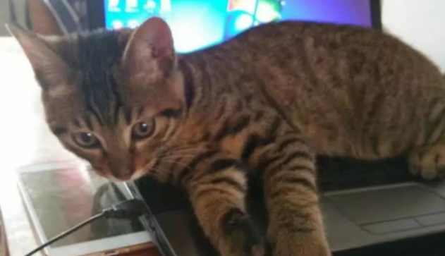 铲屎官有网不能用，全因猫咪太磨人