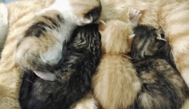 猫妈带娃也看颜值，丑娃全丢给铲屎官，家庭“帝”位一目了然