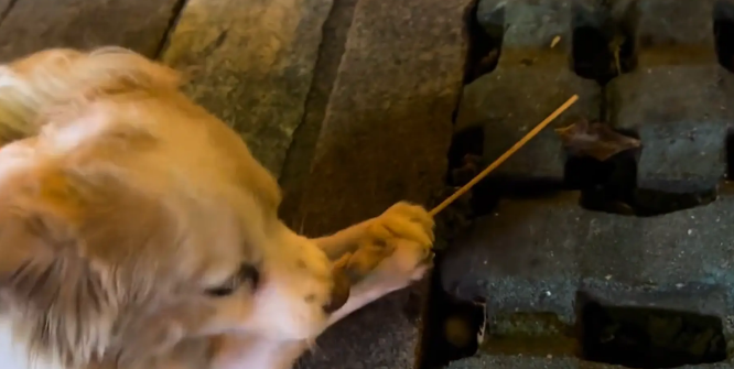 男子好心给路边啃竹签的狗子买火腿肠,结果狗子主人是饭店老板 男子好心给路边啃竹签的狗子买火腿肠,结果狗子主人是饭店老板