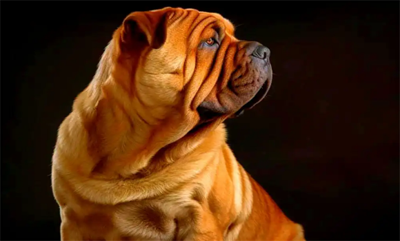 中国沙皮犬好养吗,做到这些,可以养很好 中国沙皮犬好养吗,做到这些,可以养很好
