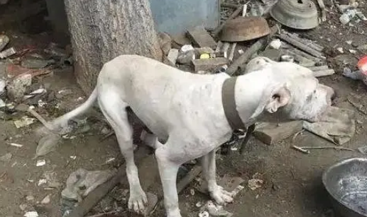 十年老狗被弃家门，原地等一年饿成皮包骨，濒死之际获陌生人救助