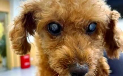 老年犬白内障如何治疗? 老年犬白内障如何治疗?