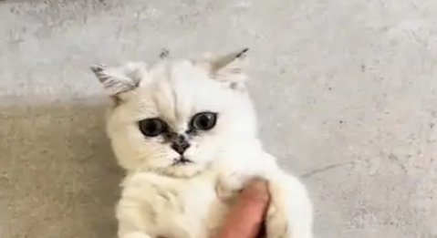 电梯口捡到银渐层,原主弃养苦等7日,安全出口见真情 电梯口捡到银渐层,原主弃养苦等7日,安全出口见真情