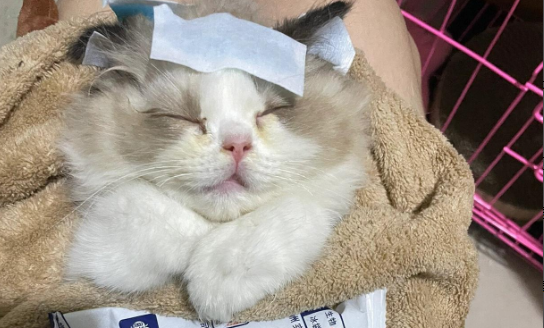 猫感冒咳嗽一般几天可以好