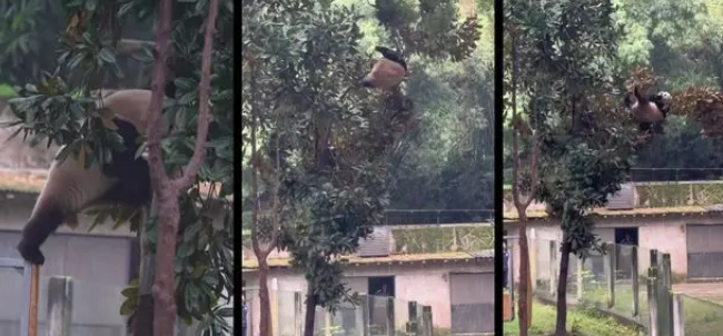 为闻邻居气味，大熊猫渝可屡次抗议，动物园暖心拆墙成全