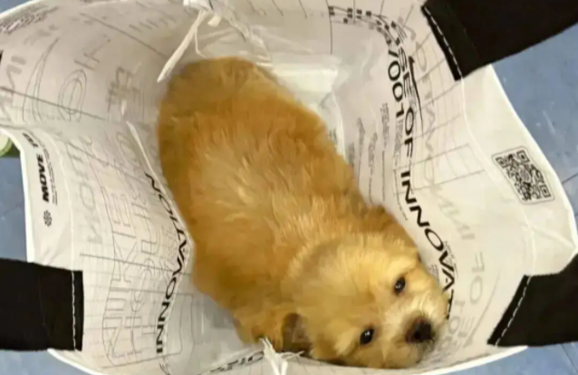 妹子用火腿肠跟流浪狗妈妈换了只宝宝,这不赚大啦! 妹子用火腿肠跟流浪狗妈妈换了只宝宝,这不赚大啦!