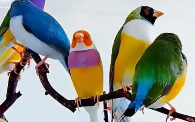 七彩文鸟的详细喂养方法,一起来看看吧! 七彩文鸟的详细喂养方法,一起来看看吧!