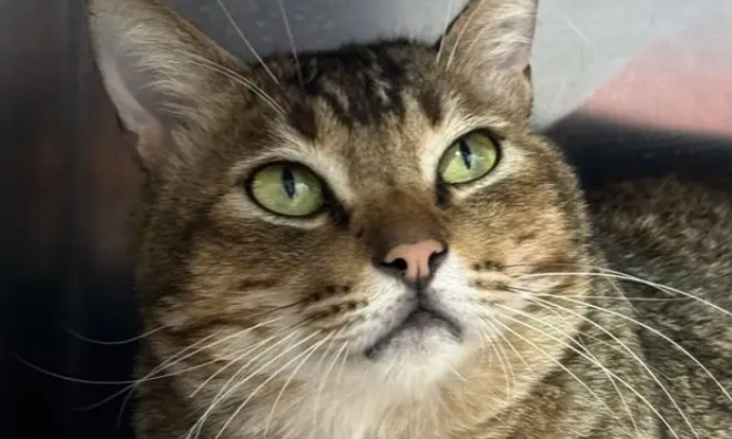 地铁口的流浪猫消失了，墙上字条暖哭全网：愿你被温柔以待