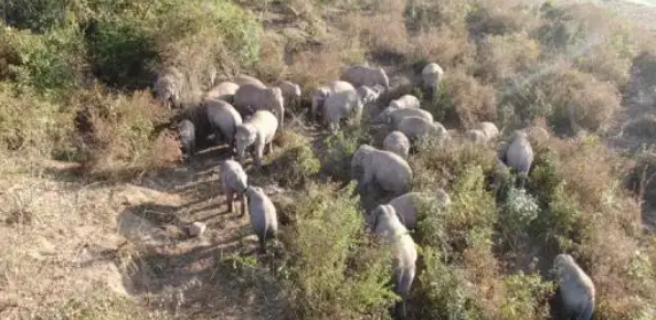 罕见！数十头野生亚洲象同框“出镜”