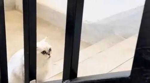 电梯口捡到银渐层,原主弃养苦等7日,安全出口见真情 电梯口捡到银渐层,原主弃养苦等7日,安全出口见真情