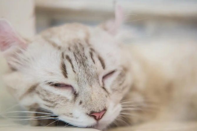 猫瘟初期有哪些症状