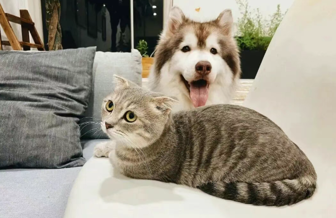 “反常识”爆款！宠物圈杀出一批黑马