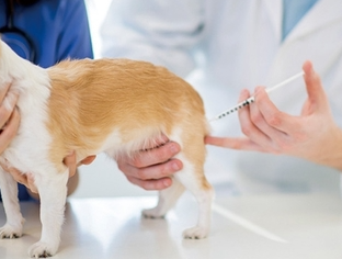 狗打完狂犬疫苗后的不良反应有哪些 狗打完狂犬疫苗后的不良反应有哪些