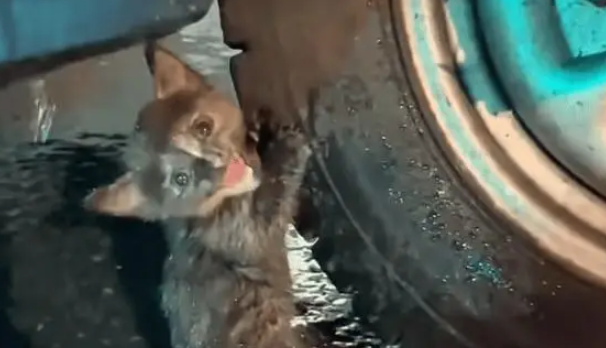 男子暴雨天捡回一只流浪猫,养了两个月后,小猫越来越好看 男子暴雨天捡回一只流浪猫,养了两个月后,小猫越来越好看