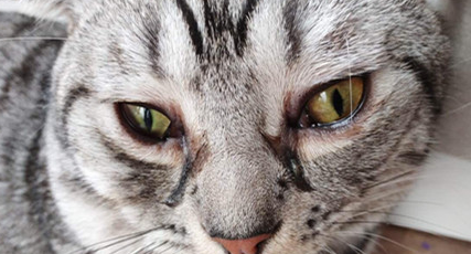 猫眼睛出现炎症该如何治疗？