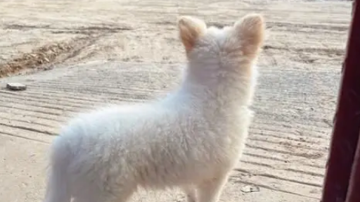 受伤小狗遭主人遗弃,医院里它仍摇尾巴,无奈医药费成无底洞 受伤小狗遭主人遗弃,医院里它仍摇尾巴,无奈医药费成无底洞