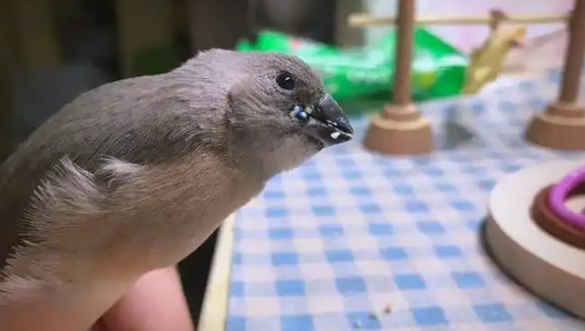 七彩文鸟养护全指南：从饲养到互动的全方位策略