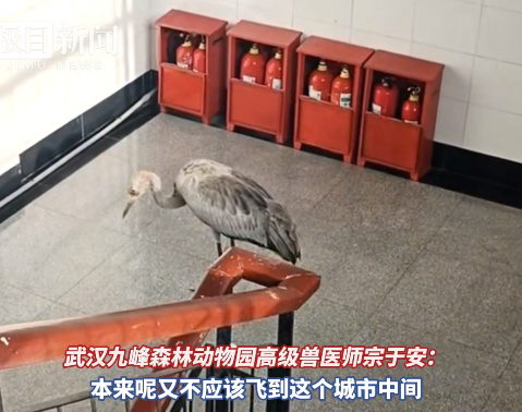 珍稀动物灰鹤“突访”高校,“被啄了几下”的男教师暖心守护一小时