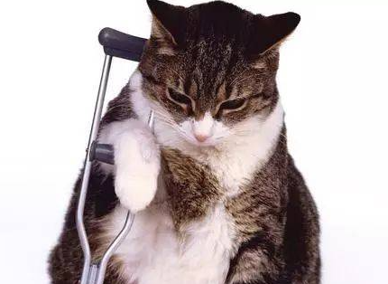 引发猫咪突然惨叫有哪些原因? 引发猫咪突然惨叫有哪些原因?