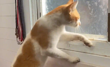 猫咪学会了开窗户，会拉窗户把手。开窗户那个动作，像人一样