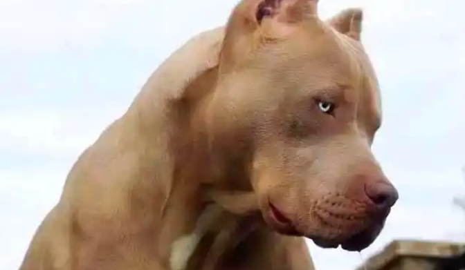 美国斗牛犬是什么品种？从萌物到肌霸的进化之路