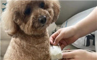 狗狗腿扭伤了吃什么药