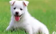 幼犬皮肤病怎么治疗？