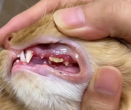 治疗猫咪牙龈红肿什么牌子的药好