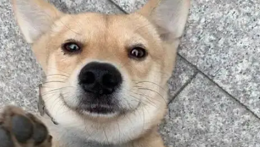 受伤小狗遭主人遗弃,医院里它仍摇尾巴,无奈医药费成无底洞 受伤小狗遭主人遗弃,医院里它仍摇尾巴,无奈医药费成无底洞