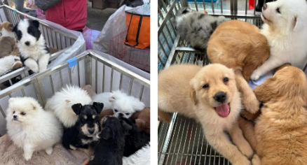 谁能成为宠物界的“泡泡玛特”? 谁能成为宠物界的“泡泡玛特”?