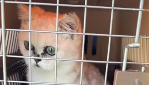 电梯口捡到银渐层,原主弃养苦等7日,安全出口见真情 电梯口捡到银渐层,原主弃养苦等7日,安全出口见真情