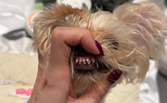 幼犬双排牙不处理会有什么影响 幼犬双排牙不处理会有什么影响