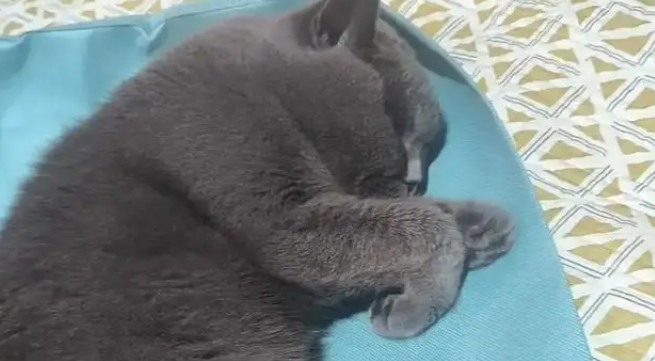 猫咪被拐至千里之外，听到主人呼唤哭到哽咽，陌生人接力送它回家