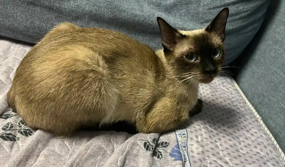 猫咪吐黄水带泡沫是怎么回事
