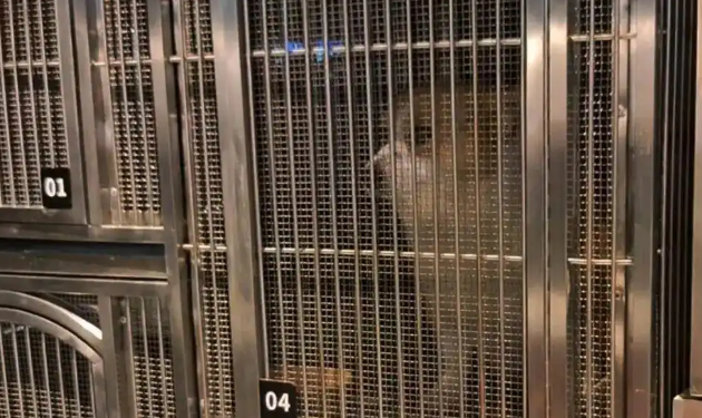 狗狗走失被胖东来员工收留,当事人送锦旗感谢 狗狗走失被胖东来员工收留,当事人送锦旗感谢